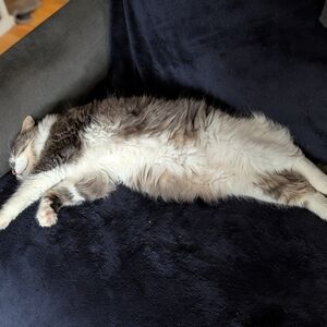 Bundle Live Show Bev